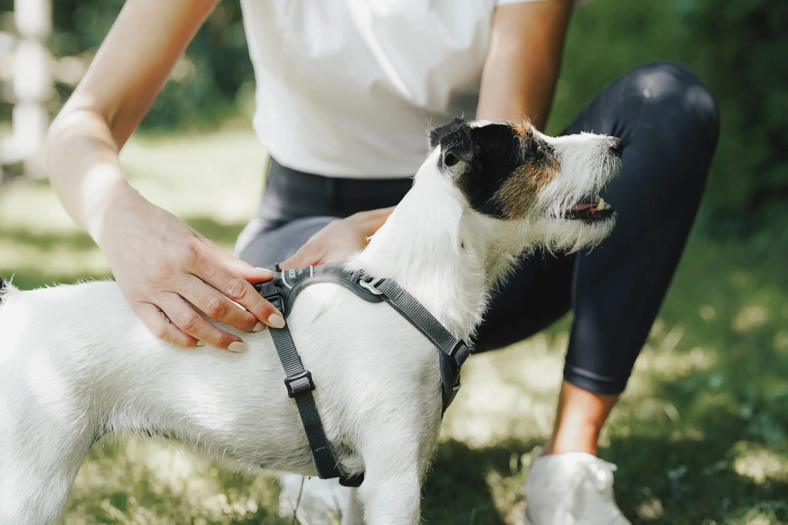 ESKADRON x HUNTER dog harness Motion Reflect with reflective material